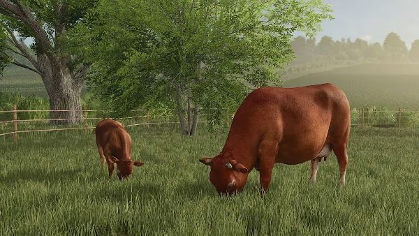 תמונה גדולה 4